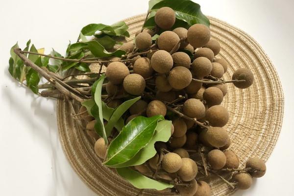 吃桂圓會胖嗎-易網<a href=http://m.henggaotouzi.com/ target=_blank class=infotextkey>健康養生</a>網 吃桂圓會胖嗎