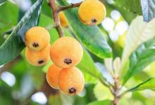 秋季支氣管炎怎么辦 中醫藥膳能緩解