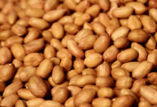 這六類人吃花生相當于“服毒”