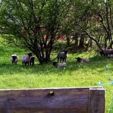 羊肉燉包菜的做法-咸鮮味煮菜譜