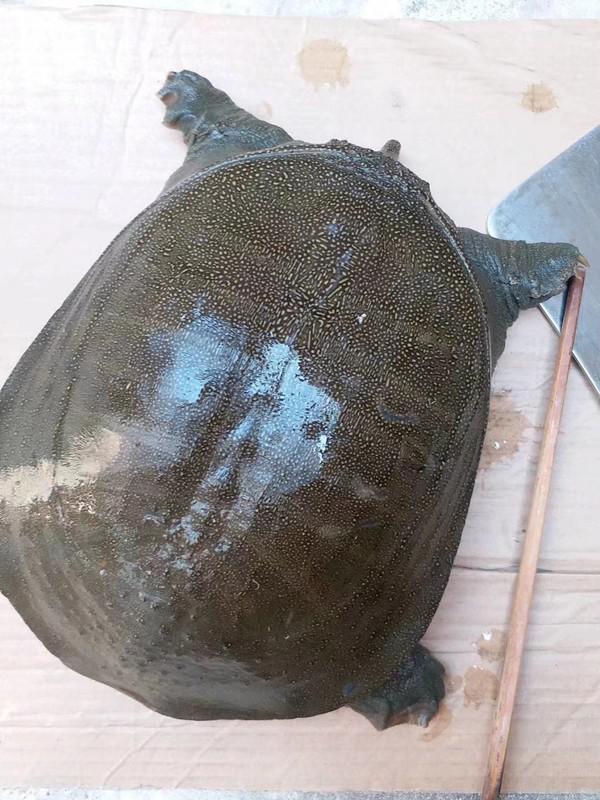 紅燒野生大王八的做法-咸鮮味燒菜譜