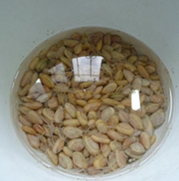 炒海瓜子的做法-家常味炒菜譜