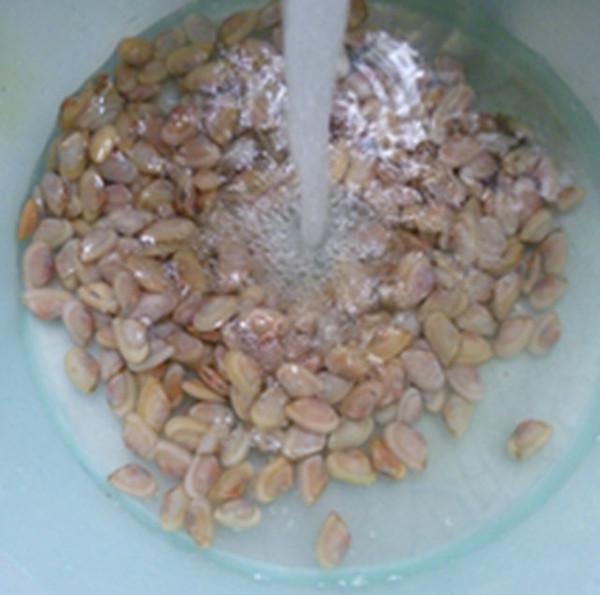 炒海瓜子的做法-家常味炒菜譜