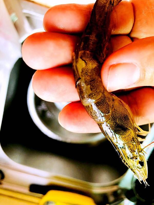 避風(fēng)塘炒蝦的做法-咸鮮味炒菜譜-易網(wǎng)健康養(yǎng)生網(wǎng) 避風(fēng)塘炒蝦的做法-咸鮮味炒菜譜