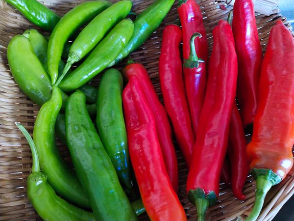 油炒辣椒的做法-香辣味炒菜譜