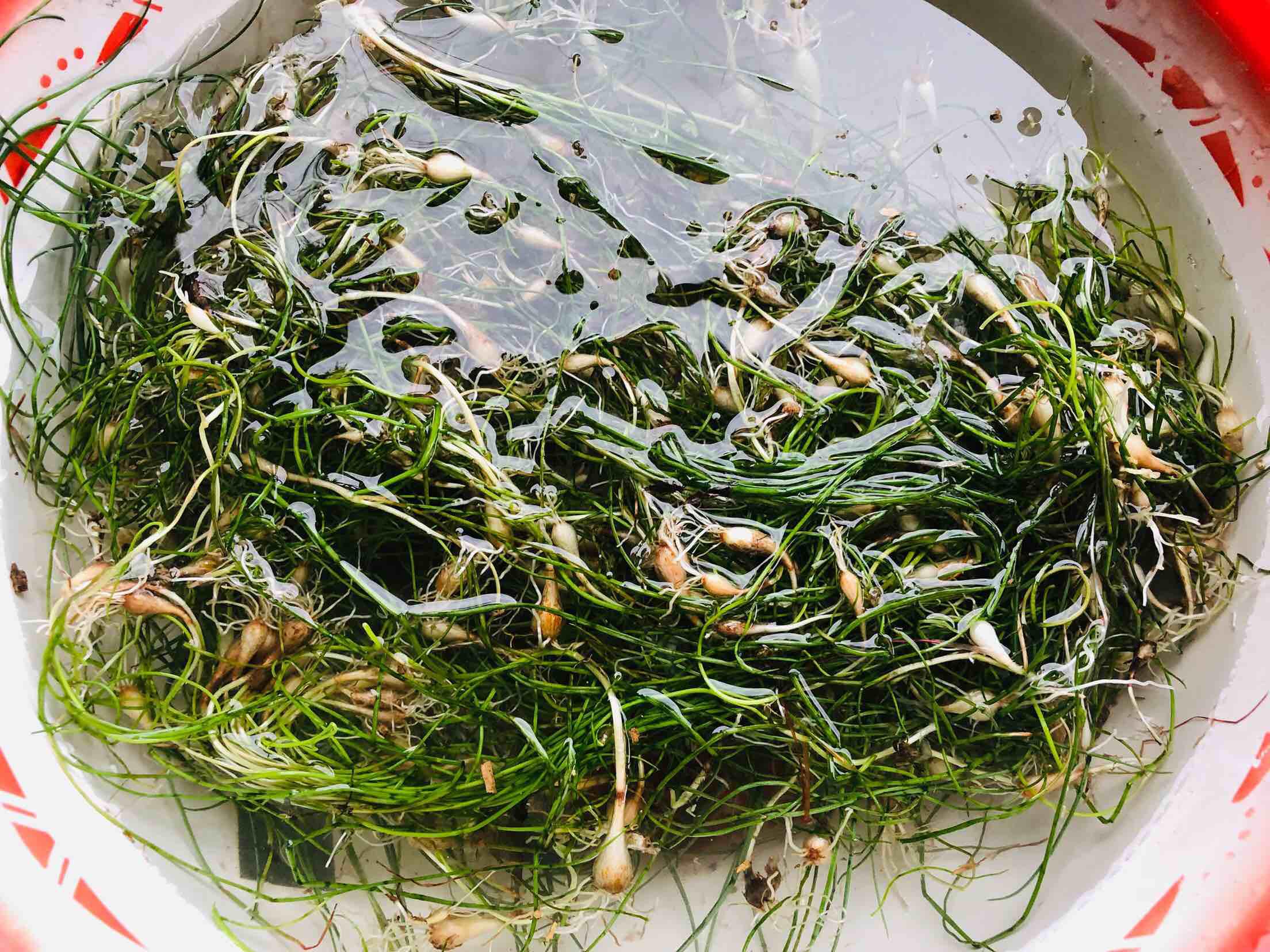 蕎頭炒雞蛋的做法-咸鮮味炒菜譜