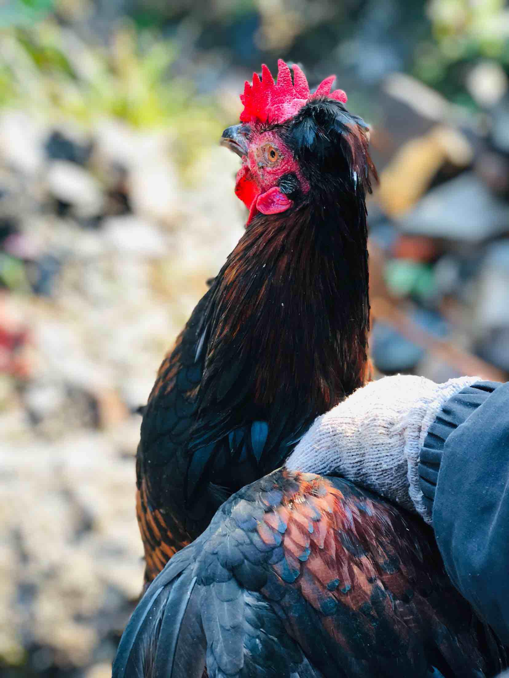 柴火灶之清蒸手撕雞的做法-醬香味蒸菜譜