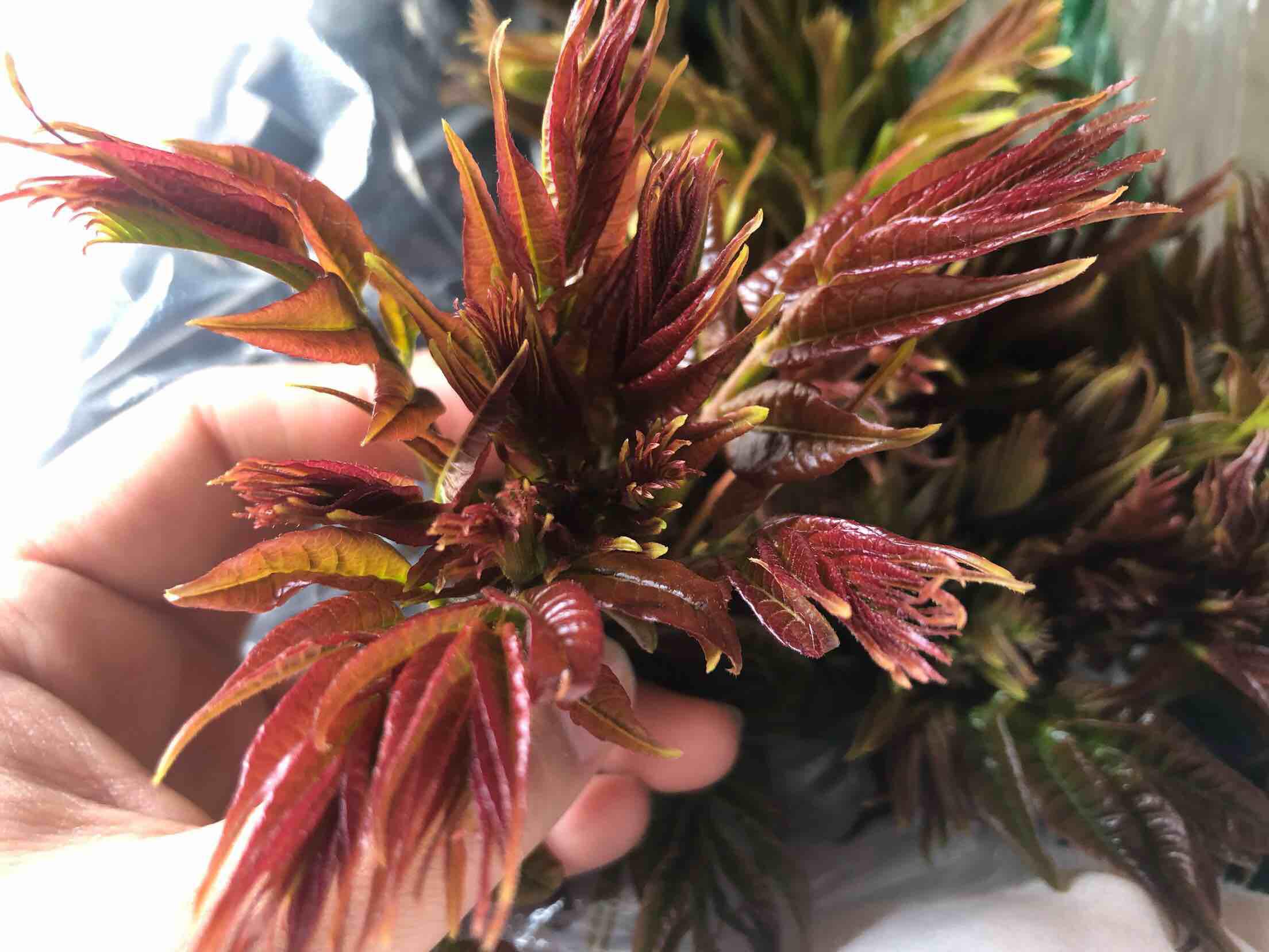 香椿頭炒雞蛋的做法-家常味炒菜譜