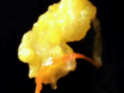 鍋包魚片的做法-酸甜味炸菜譜