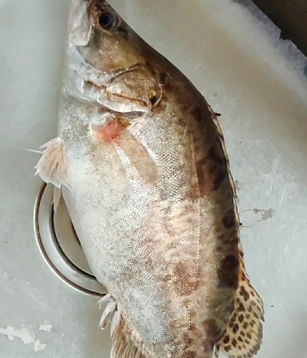 松鼠鱖魚的做法-酸甜味炸菜譜