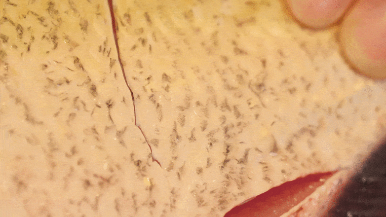 年年有余·清蒸火腿魚的做法-家常味蒸菜譜