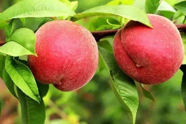 愛(ài)美人士注意啦，水果也能吃出好頭發(fā)！