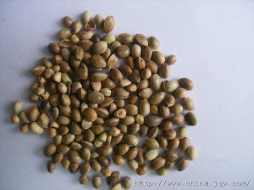 火麻仁怎么吃？小編分享三種搭配方法