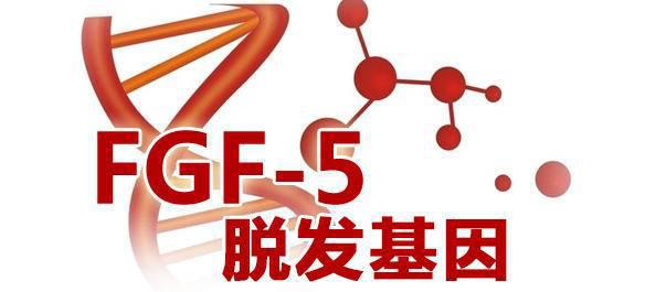 沒有家族脫發(fā)史 我為什么年紀(jì)輕輕也禿了