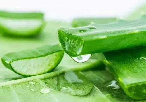 蘆薈膠可以涂著睡覺嗎 蘆薈膠的正確用法-易網健康養生網 蘆薈膠可以涂著睡覺嗎 蘆薈膠的正確用法