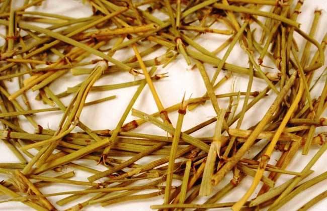 麻黃的功效與作用，利水消腫