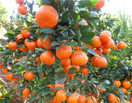 便秘吃什么好?小編分享十種通便食物-易網(wǎng)健康養(yǎng)生網(wǎng) 便秘吃什么好?小編分享十種通便食物