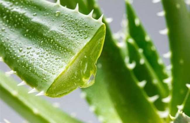 新鮮蘆薈涂臉正確方法，要先將蘆薈外皮剝掉！