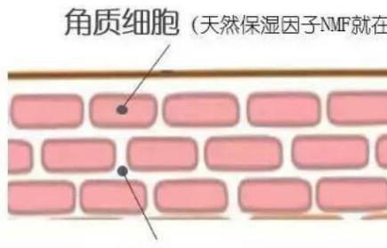 護(hù)膚小知識(shí)：皮膚很薄適合洗面嗎？