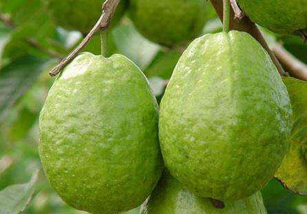 番石榴的功效與作用，有效滋養肌膚！