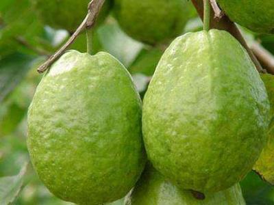 番石榴的功效與作用，有效滋養(yǎng)肌膚！