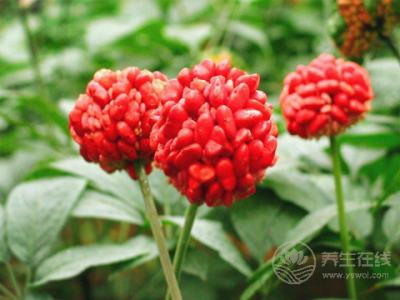 紅景天泡水喝的注意事項 正確的泡水的方法是什么