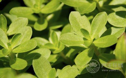 夏季濕氣重怎么辦？不妨多吃這5種食物