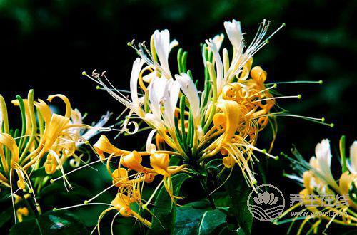 春季泡金銀花 別挑顏色艷的買