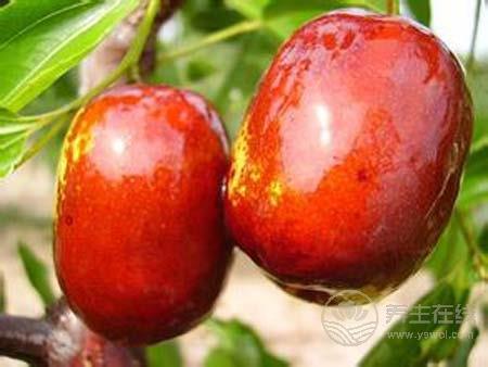 缺少維生素B導(dǎo)致春困？春季補(bǔ)充維生素吃什么水果