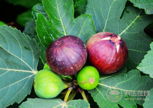 8月份不可錯過的水果，味美營養養生