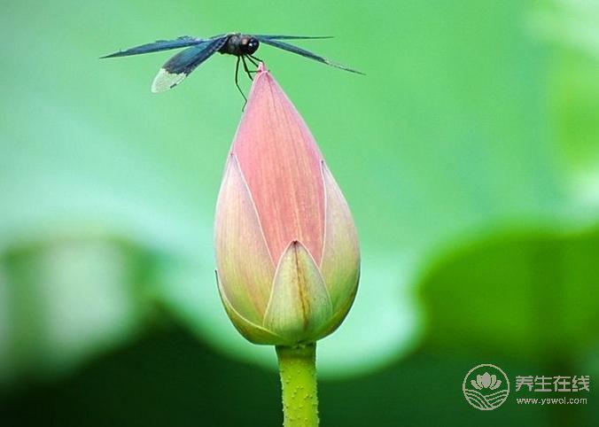 春夏交替，懂這些讓你做養生路上的專家