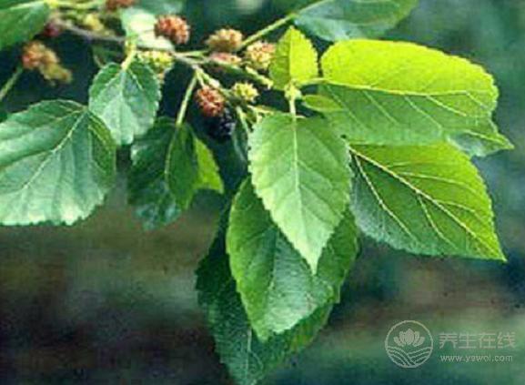 秋季如何養肺,4種水果不可少! 秋季如何養肺,4種水果不可少!