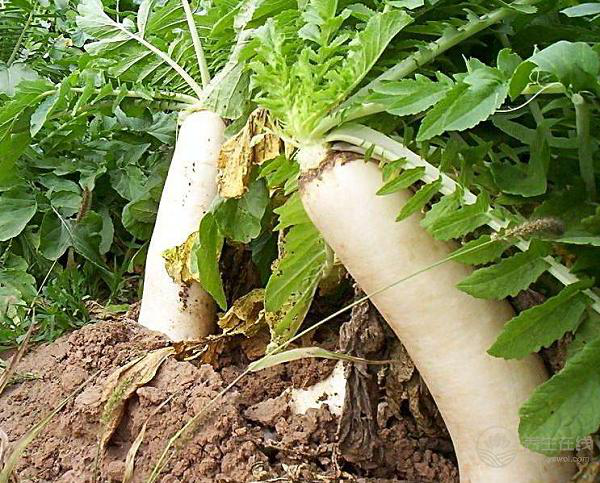 秋后吃這個“小人參”,美容養顏還能保腸胃促消化