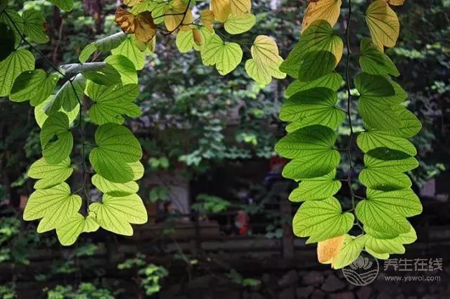 立秋啦！吃啥喝啥做啥才能整個秋冬不生病？