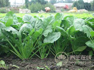 春季養生食物有哪些，吃對了比藥物有效