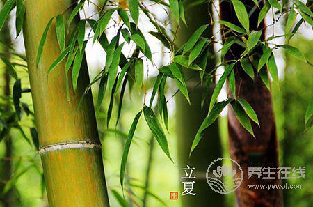 今天立夏：立夏飯、立夏茶、稱人，這些習俗你都懂嗎