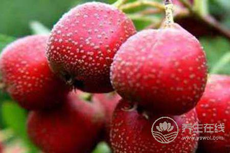 春季肝火旺能吃什么水果呢?