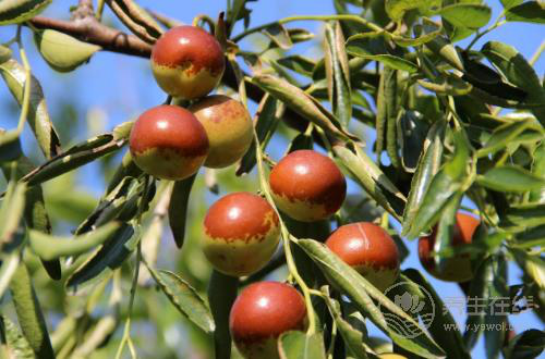 秋天養(yǎng)生要管住嘴，4種水果越吃越傷身，別再在秋天吃了
