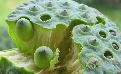 夏季是吃蓮子的季節，但有幾個注意事項要懂