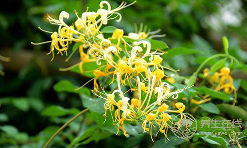 夏季降火最有用的6種食物，老上火的都收好了