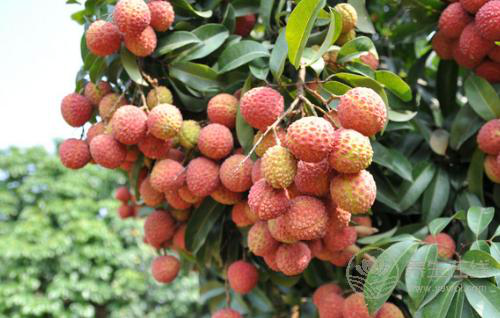 秋天養(yǎng)生要管住嘴，4種水果越吃越傷身，別再在秋天吃了