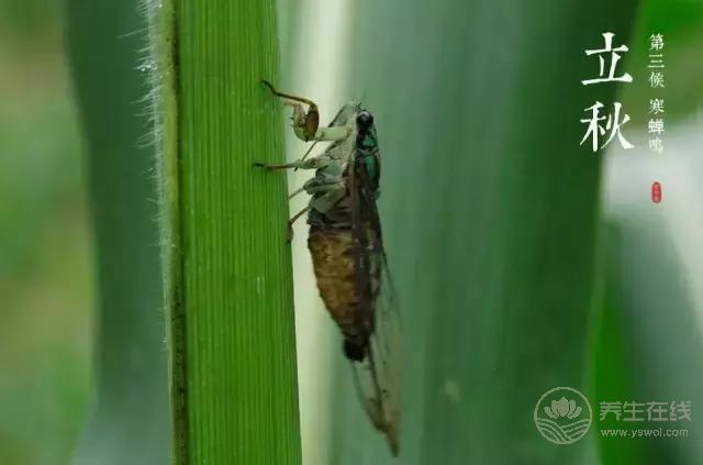 立秋啦！吃啥喝啥做啥才能整個秋冬不生病？