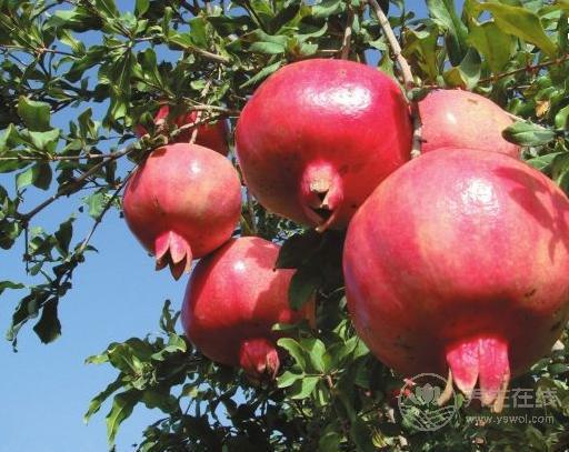 秋季如何養肺,4種水果不可少! 秋季如何養肺,4種水果不可少!