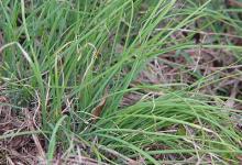 春季養生，三種野菜治“百病”