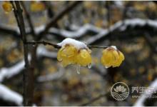 倒春寒是什么意思？倒春寒要注意什么？