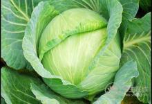 春季養護血管，這4種蔬菜你該多吃