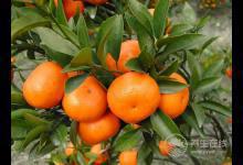 春天天氣多變 增強抵抗力推薦六款靚湯