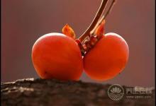 進入十月份，常吃這些水果，養人又養生