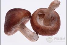 秋季宜養肝，3種果蔬是“護肝法寶”，常吃肝好你更好