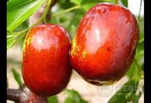 缺少維生素B導致春困？春季補充維生素吃什么水果